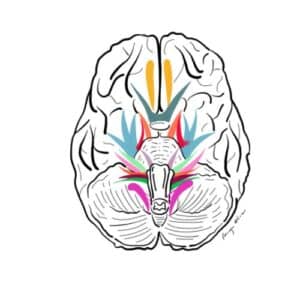 Cranial Nerves Image 1
