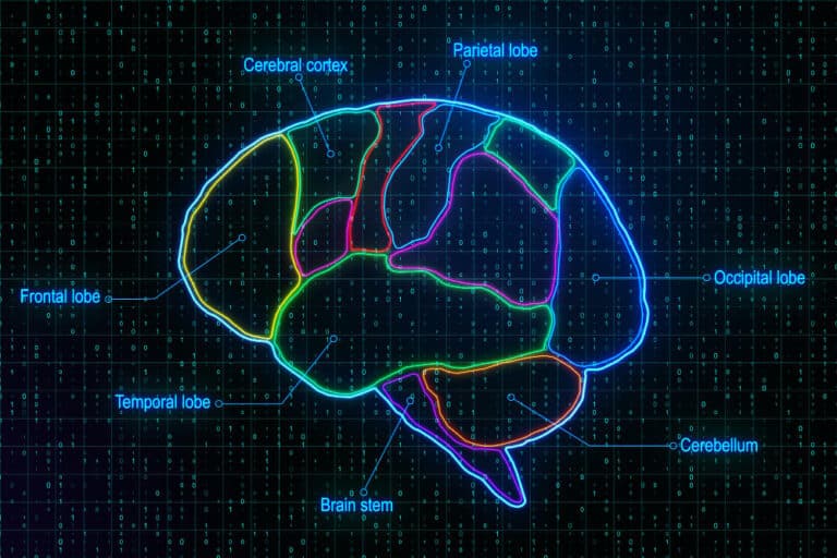 Functional Brain Map